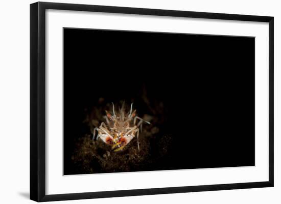 Spiny Tiger Shrimp Amongst Volcanic Sand, Bali-null-Framed Photographic Print