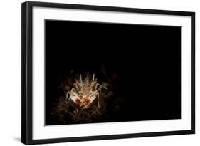 Spiny Tiger Shrimp Amongst Volcanic Sand, Bali-null-Framed Photographic Print