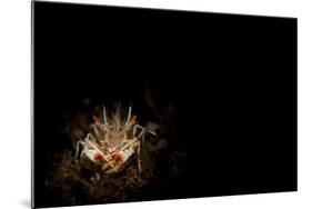 Spiny Tiger Shrimp Amongst Volcanic Sand, Bali-null-Mounted Photographic Print