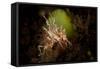 Spiny Tiger Shrimp Amongst Volcanic Sand, Bali-null-Framed Stretched Canvas