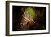 Spiny Tiger Shrimp Amongst Volcanic Sand, Bali-null-Framed Photographic Print