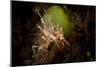 Spiny Tiger Shrimp Amongst Volcanic Sand, Bali-null-Mounted Photographic Print