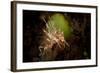 Spiny Tiger Shrimp Amongst Volcanic Sand, Bali-null-Framed Photographic Print