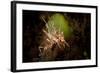 Spiny Tiger Shrimp Amongst Volcanic Sand, Bali-null-Framed Photographic Print