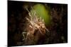 Spiny Tiger Shrimp Amongst Volcanic Sand, Bali-null-Mounted Photographic Print