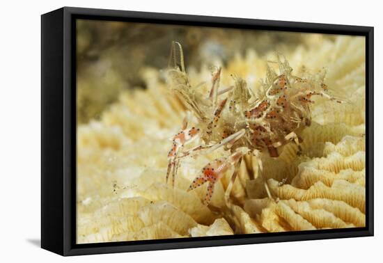 Spiny Tiger Shrimp-Hal Beral-Framed Stretched Canvas