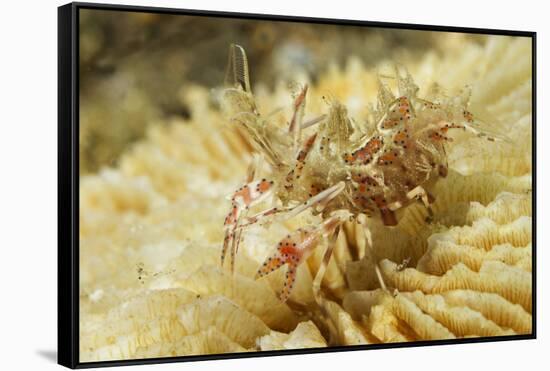 Spiny Tiger Shrimp-Hal Beral-Framed Stretched Canvas