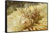 Spiny Tiger Shrimp-Hal Beral-Framed Stretched Canvas