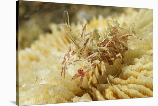 Spiny Tiger Shrimp-Hal Beral-Stretched Canvas