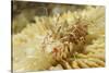 Spiny Tiger Shrimp-Hal Beral-Stretched Canvas