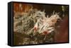 Spiny Tiger Shrimp-Hal Beral-Framed Stretched Canvas