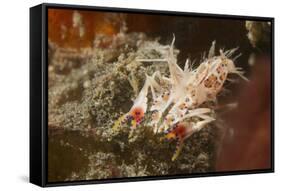 Spiny Tiger Shrimp-Hal Beral-Framed Stretched Canvas