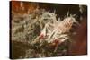 Spiny Tiger Shrimp-Hal Beral-Stretched Canvas