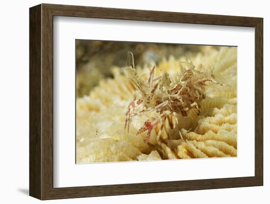 Spiny Tiger Shrimp-Hal Beral-Framed Photographic Print