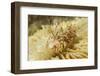 Spiny Tiger Shrimp-Hal Beral-Framed Photographic Print