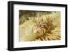 Spiny Tiger Shrimp-Hal Beral-Framed Photographic Print