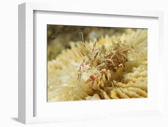 Spiny Tiger Shrimp-Hal Beral-Framed Photographic Print