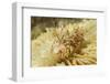 Spiny Tiger Shrimp-Hal Beral-Framed Photographic Print