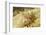 Spiny Tiger Shrimp-Hal Beral-Framed Photographic Print