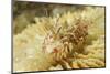 Spiny Tiger Shrimp-Hal Beral-Mounted Photographic Print