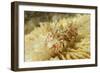 Spiny Tiger Shrimp-Hal Beral-Framed Photographic Print