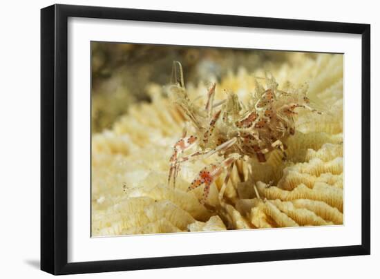 Spiny Tiger Shrimp-Hal Beral-Framed Photographic Print