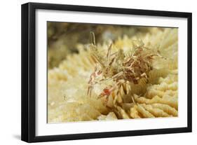 Spiny Tiger Shrimp-Hal Beral-Framed Photographic Print