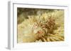 Spiny Tiger Shrimp-Hal Beral-Framed Photographic Print