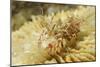 Spiny Tiger Shrimp-Hal Beral-Mounted Photographic Print