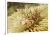 Spiny Tiger Shrimp-Hal Beral-Framed Photographic Print