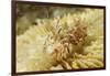 Spiny Tiger Shrimp-Hal Beral-Framed Photographic Print