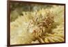 Spiny Tiger Shrimp-Hal Beral-Framed Photographic Print