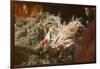 Spiny Tiger Shrimp-Hal Beral-Framed Photographic Print