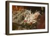 Spiny Tiger Shrimp-Hal Beral-Framed Photographic Print