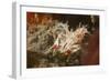 Spiny Tiger Shrimp-Hal Beral-Framed Photographic Print