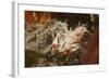 Spiny Tiger Shrimp-Hal Beral-Framed Photographic Print