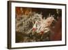 Spiny Tiger Shrimp-Hal Beral-Framed Photographic Print