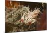 Spiny Tiger Shrimp-Hal Beral-Mounted Photographic Print