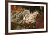 Spiny Tiger Shrimp-Hal Beral-Framed Photographic Print