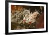 Spiny Tiger Shrimp-Hal Beral-Framed Photographic Print