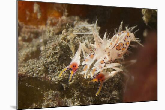 Spiny Tiger Shrimp-Hal Beral-Mounted Photographic Print