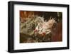 Spiny Tiger Shrimp-Hal Beral-Framed Photographic Print