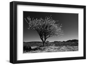 Spiny Tree-Nish Nalbandian-Framed Art Print