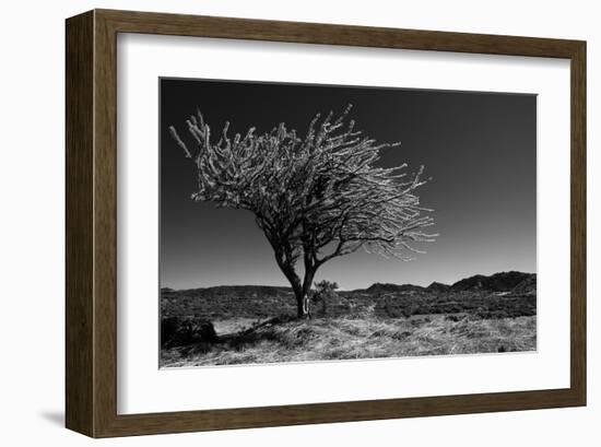 Spiny Tree-Nish Nalbandian-Framed Art Print