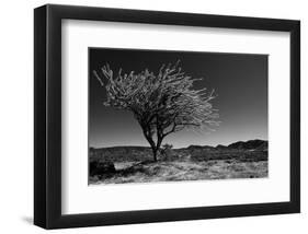 Spiny Tree-Nish Nalbandian-Framed Art Print