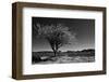 Spiny Tree-Nish Nalbandian-Framed Art Print