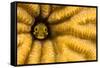 Spinyhead blenny in hard coral, Caribbean-David Fleetham-Framed Stretched Canvas