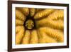 Spinyhead blenny in hard coral, Caribbean-David Fleetham-Framed Photographic Print