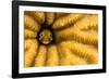 Spinyhead blenny in hard coral, Caribbean-David Fleetham-Framed Photographic Print