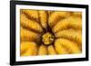 Spinyhead blenny peeking out from hard coral, Caribbean Sea-David Fleetham-Framed Photographic Print